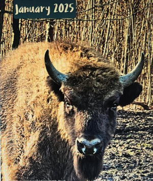 Bison 2